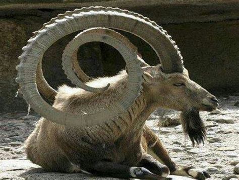 The Ibex is a wild goat of mountain habitats. They are very agile and ...