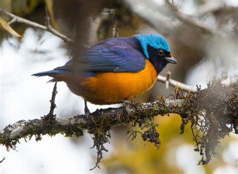 Elegant Euphonia (Euphonia elegantissima) · iNaturalist