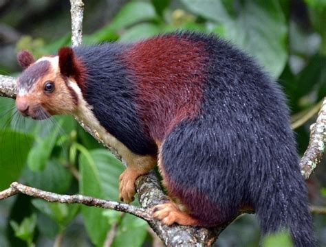 Indian Giant Squirrel Facts, Range, Diet, Pictures