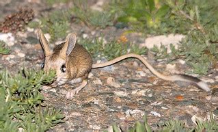 Jerboa | Jerboa - Тушканчик Kazakhstan, Big Boguty mountains… | Flickr