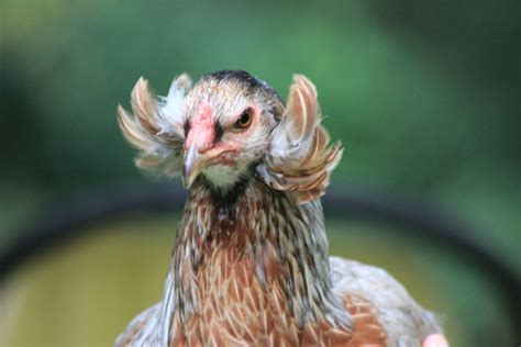 Rumpless Tufted Araucana – The Pasture Farms