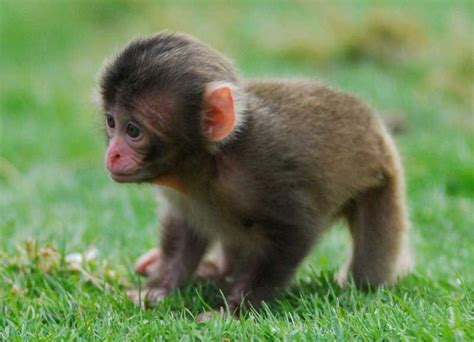 Cute Alert! Monkey Baby Boom Hits Scottish Zoo | Live Science