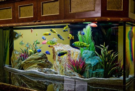 Beauty and Luxury with Saltwater Fish Aquarium | Aquarium Design Ideas