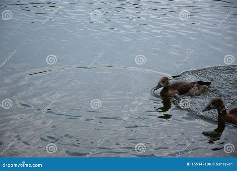 Feeding a Swimming Duck Family on a Pond in Europe Stock Photo - Image ...