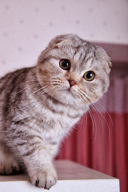 Cat Breeds Round Face - Pets Lovers