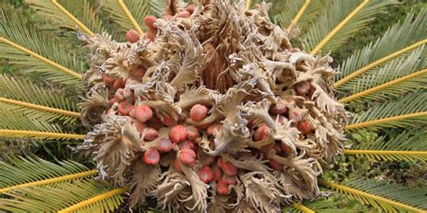 How to Plant Sago Palm Seeds - GFL Outdoors