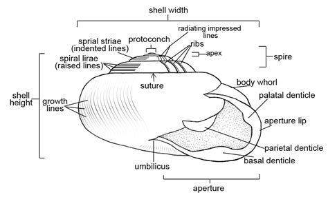 [DIAGRAM] Snail Shell Diagram - MYDIAGRAM.ONLINE