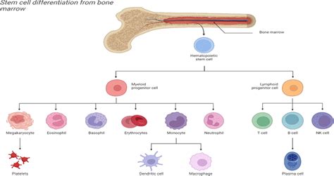 Multi-lineage differentiation of bone marrow hematopoietic stem cells ...