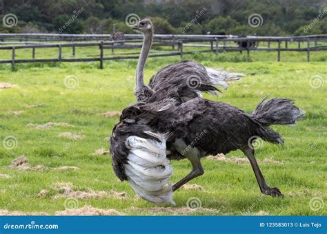 An Ostrich Running in an Ostrich Farm Photographed in South Africa ...