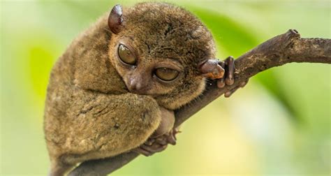 Philippine Tarsier Sanctuary | Guide to the Philippines