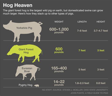 Why the World’s Biggest Pig Is in Serious Trouble