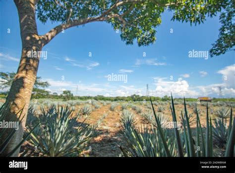 Blue agave field in Mexico Stock Photo - Alamy