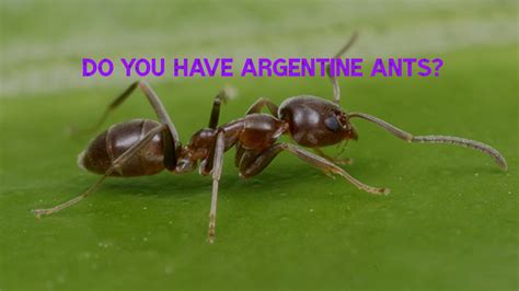 Ant Pest Control and the Invasion of the Argentine Ant | Killroy Pest ...