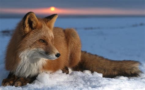 fox, Animals, Snow Wallpapers HD / Desktop and Mobile Backgrounds