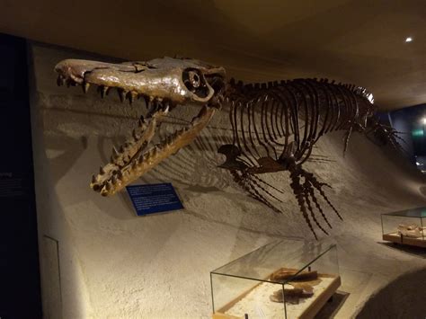 Fantastic mosasaurus' skeleton in maastricht - A Trip to the Museum ...