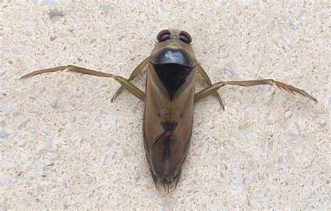 Backswimmer from The Netherlands - What's That Bug?