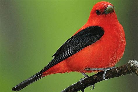 Passerine Definition - What Are Perching Birds