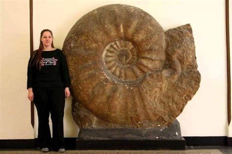 The Largest Ammonite Ever Found | Geology In | Dinosaur fossils ...