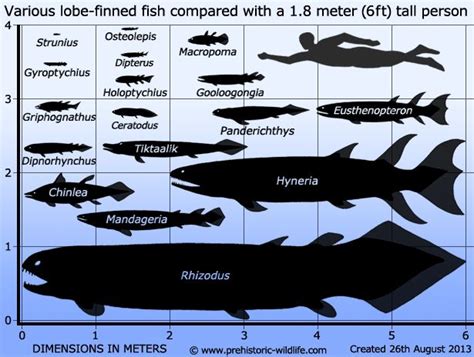 Ceratodus | Prehistoric wildlife, Ancient fish, Prehistoric creatures