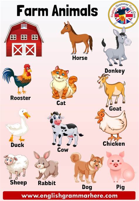 Farm Animals Images With Names | Wall Picker