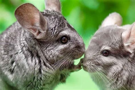 Chinchilla Costs in 2023: Purchase Supplies, Food, and More!