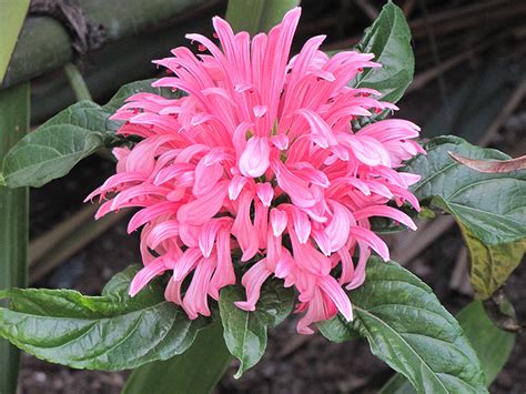 Brazilian Plume Flower (Justicia carnea) in Denver Centennial Littleton ...