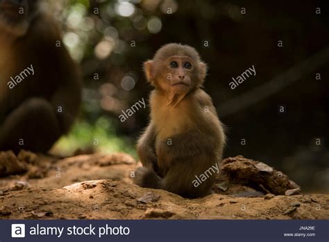 Assam macaque Stock Photo - Alamy