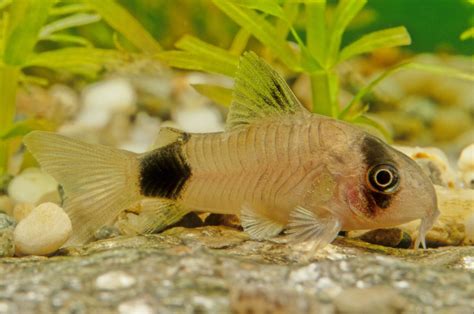 11 Types of Cory Catfish (Species Guide) - Build Your Aquarium