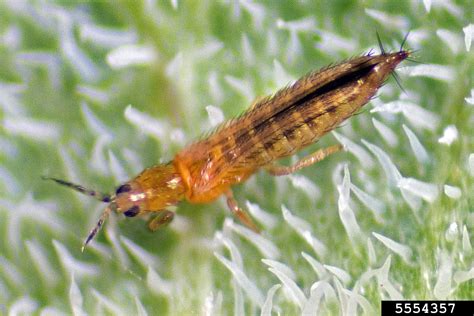 western flower thrips (Frankliniella occidentalis (Pergande, 1895))