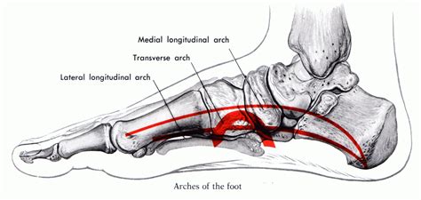 Best Run Analysis & The Lie of Overpronation - Dig and Flow