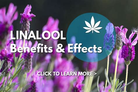 Linalool Terpene: Benefits, Effects and Uses » Absolute Nature CBD