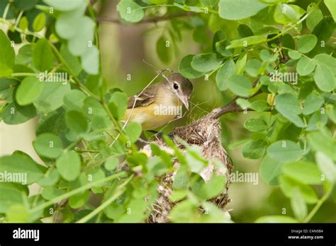 Bell's Vireo Building Nest Stock Photo - Alamy