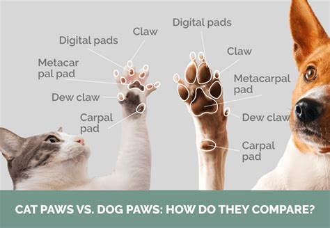 Cat Paw vs. Dog Paw: Vet-Reviewed Differences (With Pictures) | Hepper