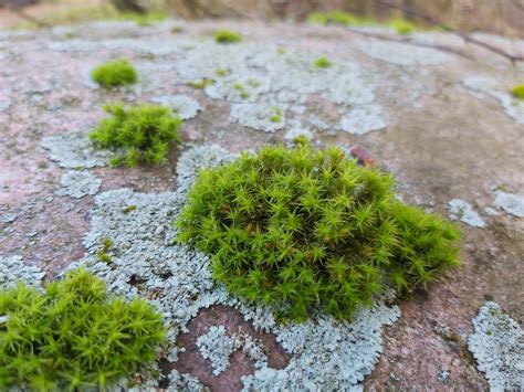 Just a beatiful moss in my backyard :) Any ideas what species it is ...