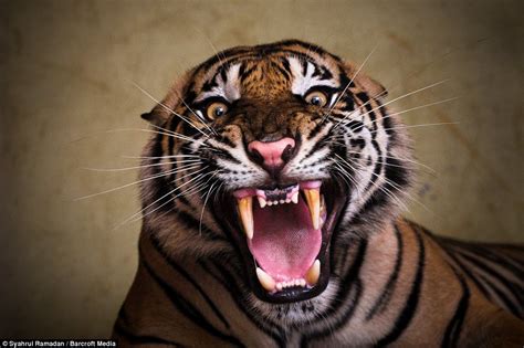 Photographer's close-ups of roaring tiger that are so detailed you can ...