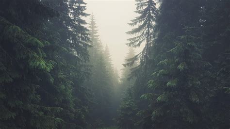 Slovakia | Foggy forest, Nature wallpaper, Forest