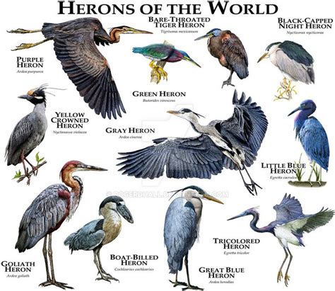 Herons of the World | Backyard birds, Beautiful birds, Wild birds