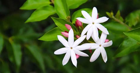 Tips for Growing Jasmine Indoors | Gardener’s Path