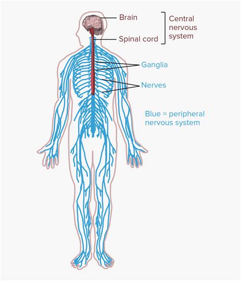 The Human Nervous System - Drawing Of The Nervous System , Free ...