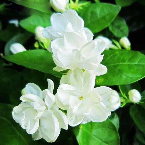 20 pcs/bag White Jasmine Seeds Jasmine Flower Seeds Fragrant Plant ...