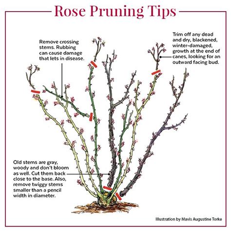 How to Prune Roses | Pruning roses, Planting roses, Rose plant care