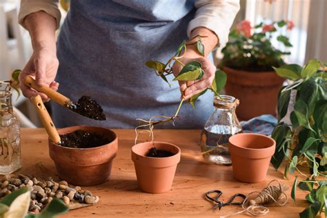 How to Grow Peppers in Containers - Backyard Boss