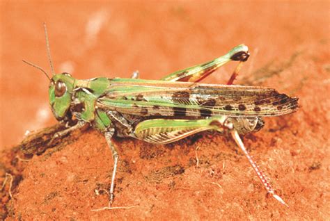 Australian plague locust: frequently asked questions | Agriculture and Food