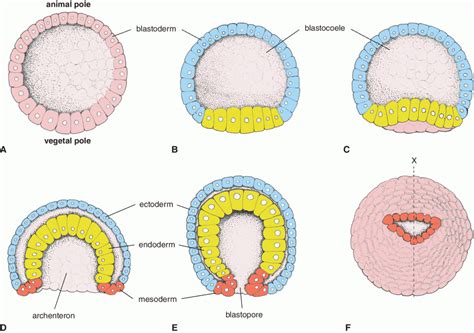 Gastrulation | Veterian Key