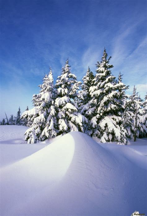 Snow-Covered Pine Trees - PacificStock