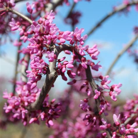 Cercis canadensis ‘Covey’ | Lavender Twist Weeping Eastern Redbud ...