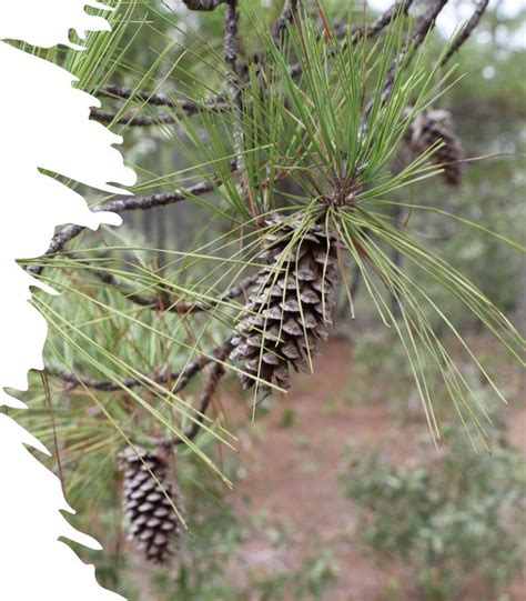 Project Profile: Longleaf Pine Savanna Ecosystem Restoration (U.S ...