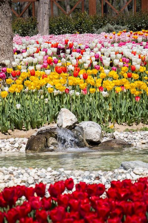 Red Color Tulip Flowers in the Garden Stock Image - Image of natural ...