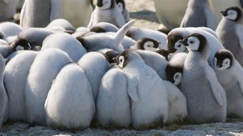 Thousands of penguin chicks in Antarctica disappeared overnight ...