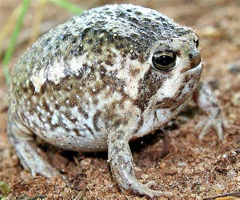 South African Rain Frog - Fattest Round Ball of Frog | Animal Pictures ...